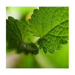 Helfe Melissenölbad 200 ml