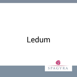 Ledum Spagyra 20 ml D 1 Urtinktur