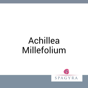 Achillea Millefolium Spagyra 50 ml Urtinktur