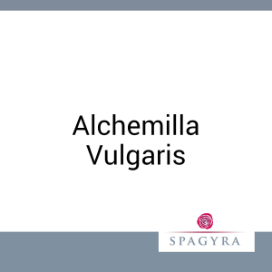 Alchemilla Vulgaris Spagyra 20 ml Urtinktur