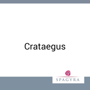 Crataegus Spagyra 20 ml Urtinktur