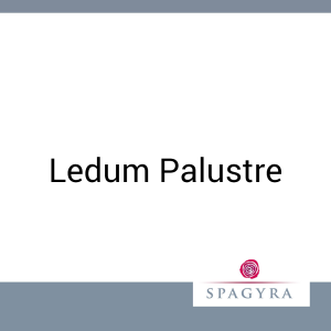 Ledum Palustre Spagyra 10 ml D 1 Urtinktur