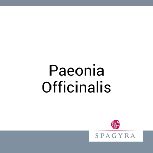 Paeonia Officinalis Spagyra Urtinktur 10 ml