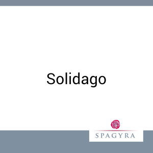 Solidago Spagyra 20 ml Urtinktur