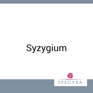Syzygium Spagyra D 1 Urtinktur 10 ml