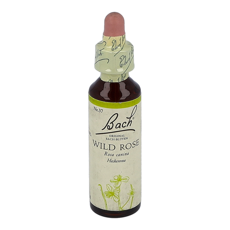 Bachblüte Nr. 37 Wild Rose Tropfen 20 ml